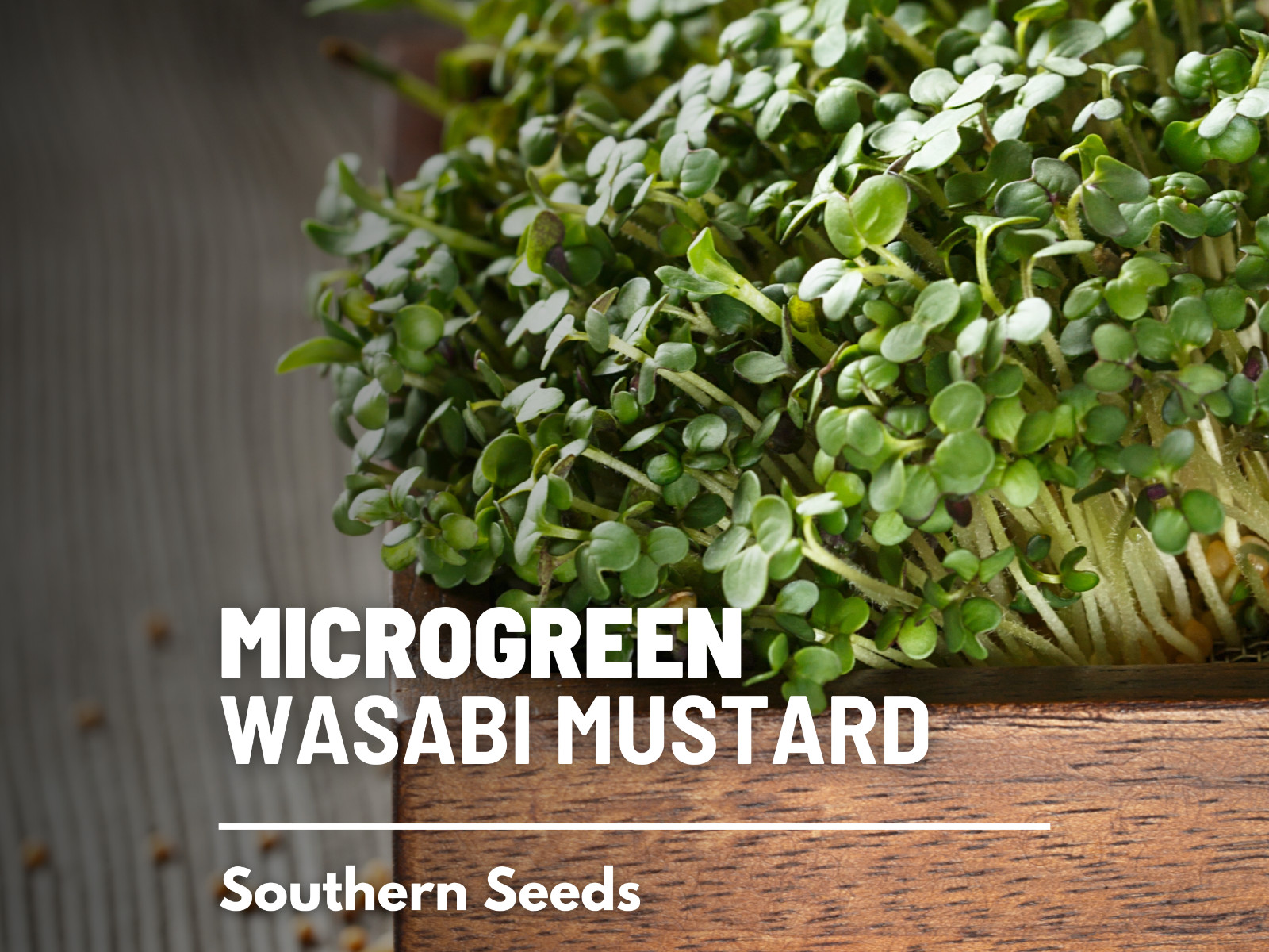 Microgreen, Wasabi Spicy Mustard seeds – Intense and Peppery Flavor – Resembles