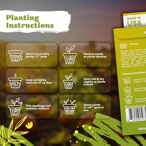 550 Chicory Seeds for Planting (Cichorium intybus) – Blue Chicory Seed