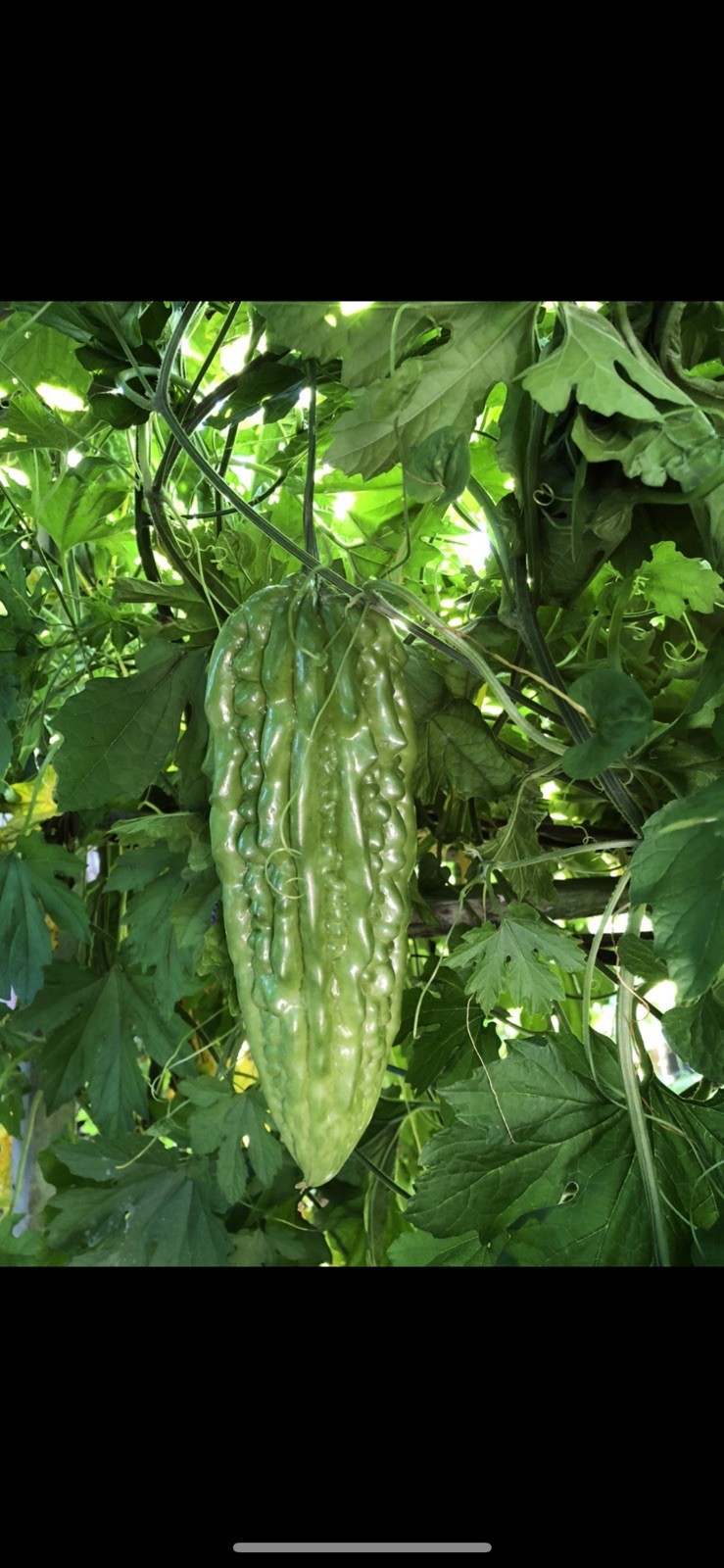 BitterMelon Plant With Pot 6” Bitter Gourd Ready To Plant