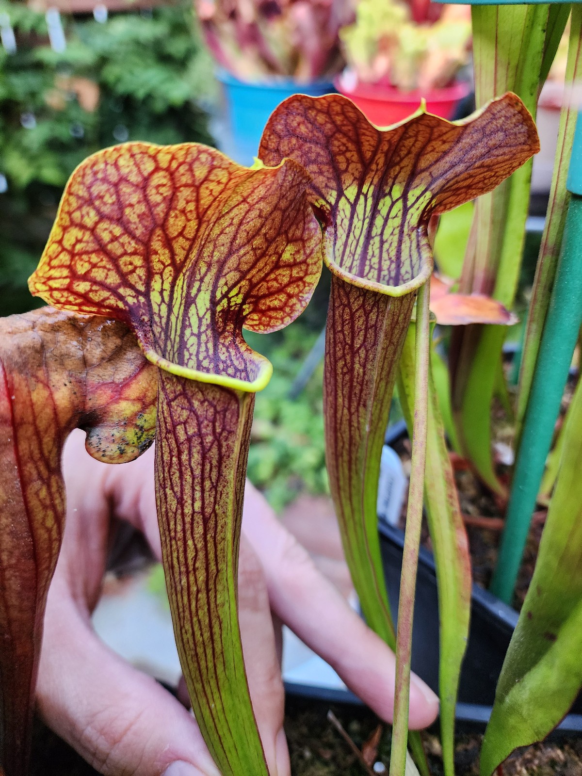 2025 SARRACENIA SEEDS: BOG WITCH X STYGIAN WITCH [CARNIVOROUS PLANT SEED]