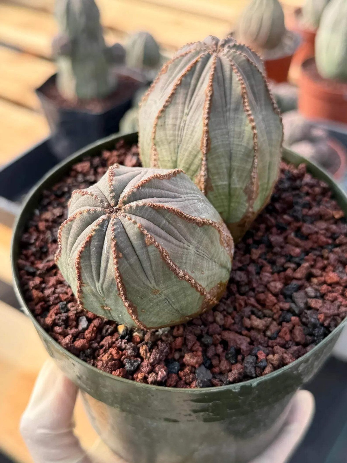 Large Euphorbia Obesa Double Heads | Rare Succulent | Seed‑Grown Live Cactus Pla