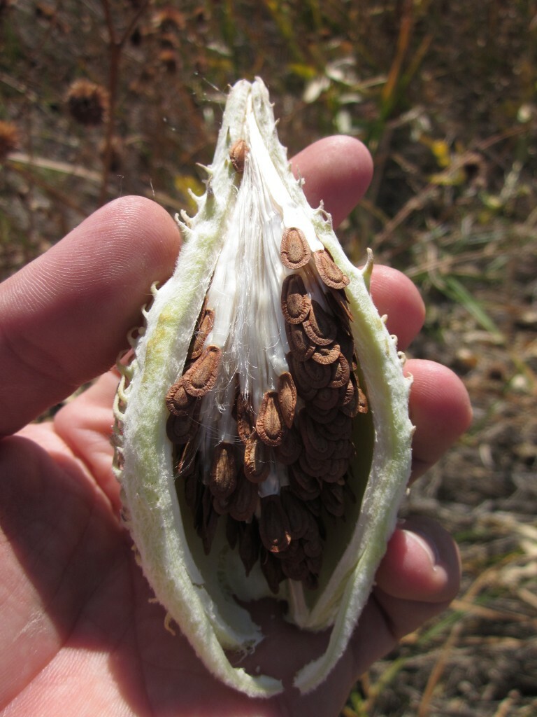 50+ Showy Milkweed Seed, FOOD FOR BUTTERFLIES AND HUMMINGBIRDS, Only Fresh Seeds