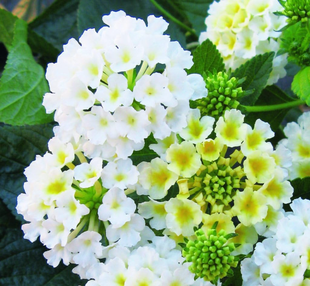 300+ Lantana Flower Seeds for Planting,Perennial Mix Lantana Camara Flowers Seed