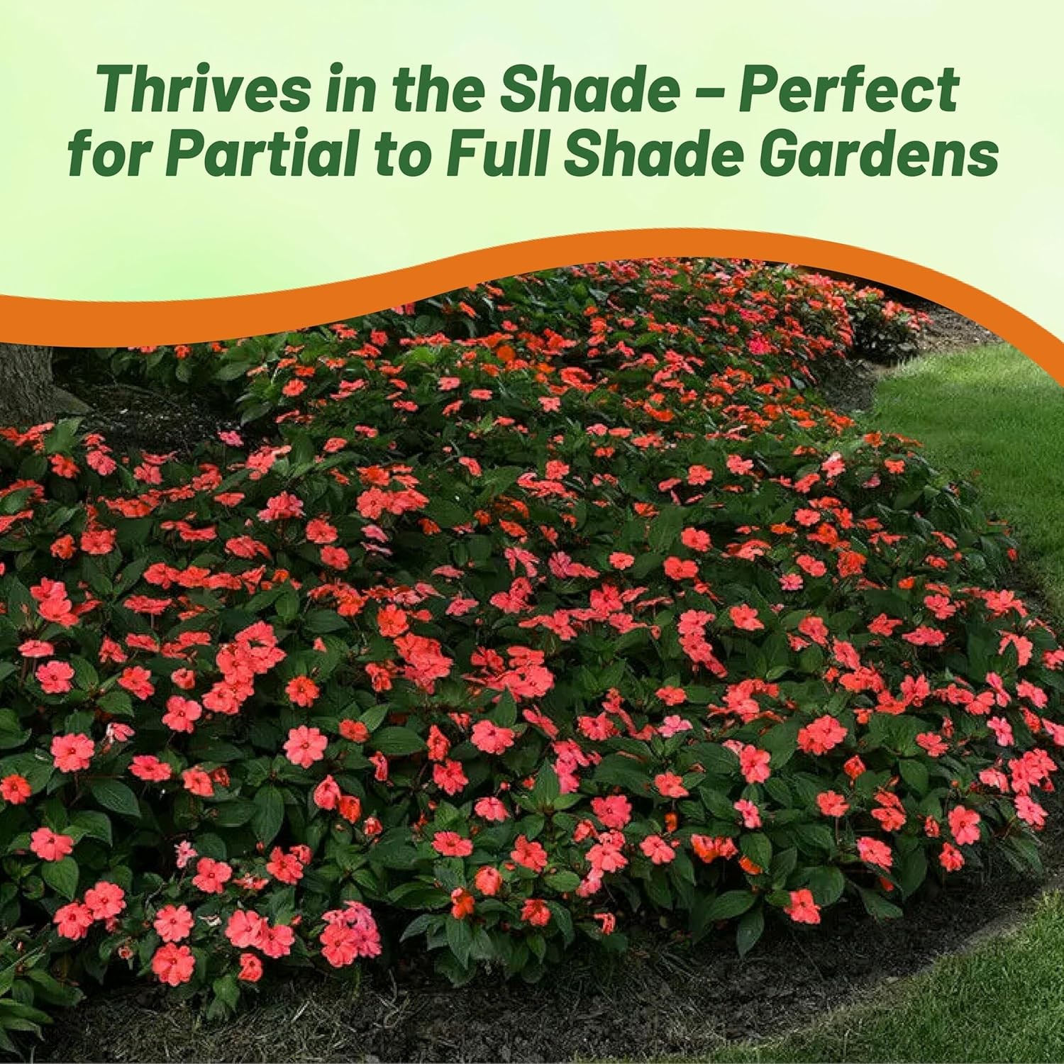 150 Seeds Impatiens Walleriani Xtreme Salmon 8 – 10 Inch Plants