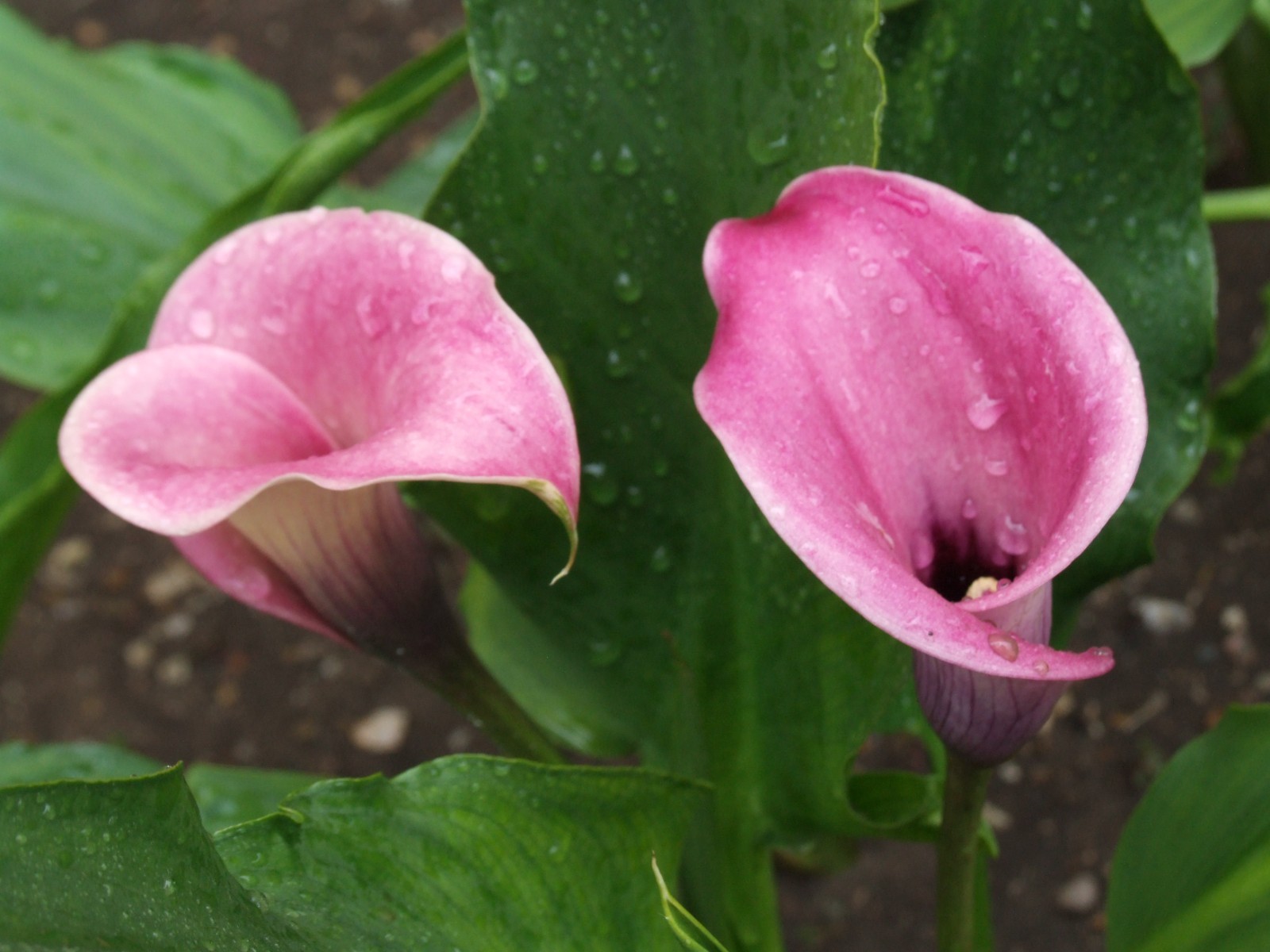 5 WHITE PINK CALLA LILY PLANT BULBS READY FOR PLANTING