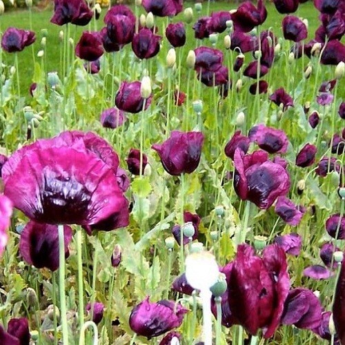 10,000+ Purple Passion Poppy Seeds Mix Lauren’s Grape, After Midnight, Hungarian