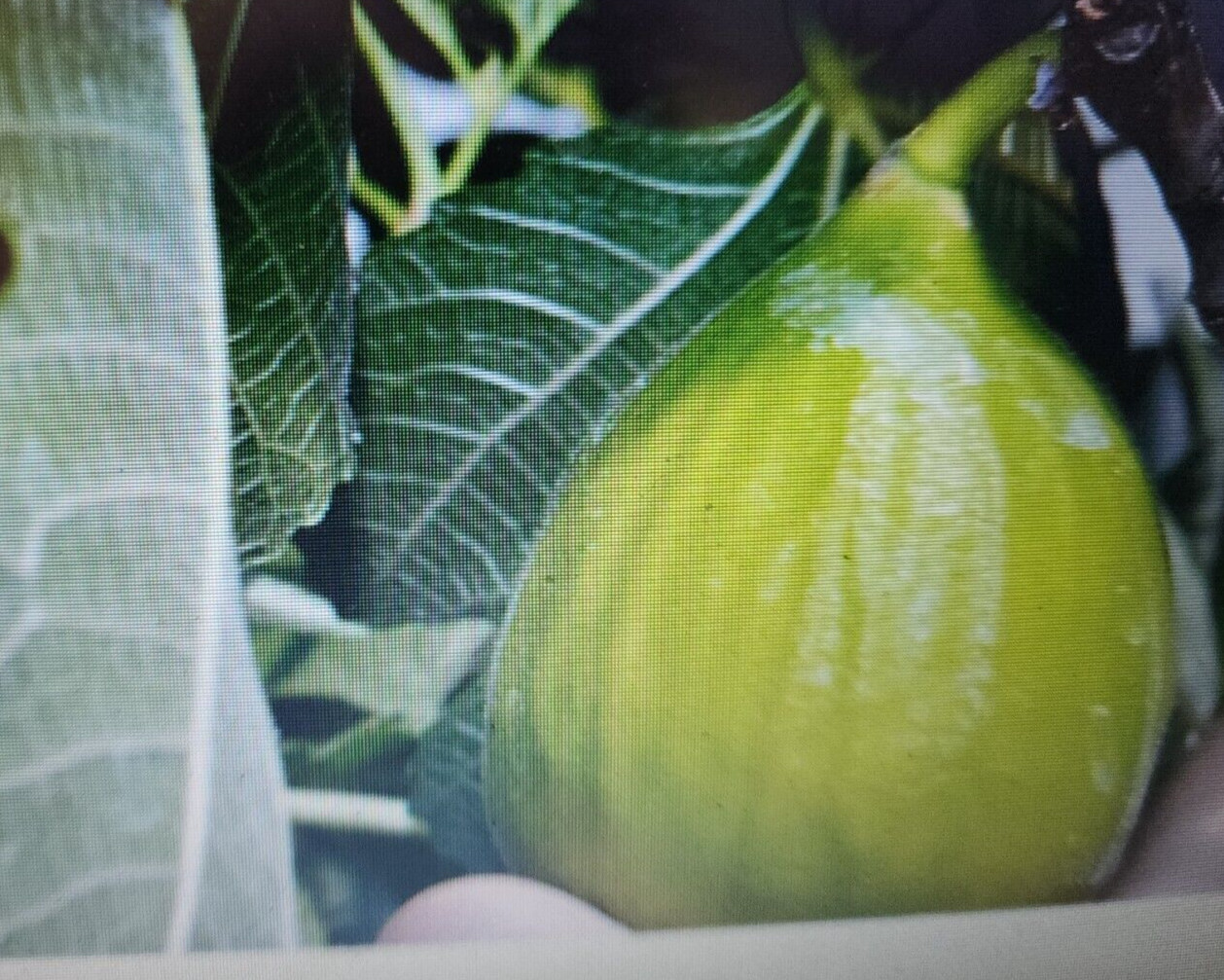 Lattarula Honey Fig (Italian Honey) Fig Tree Seeds 200 Plus Seeds