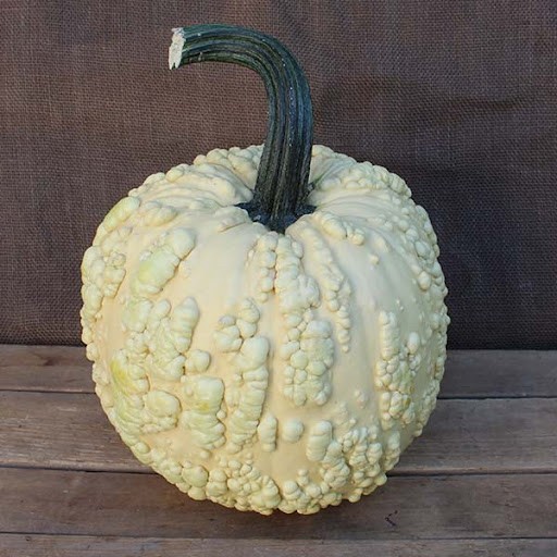10 Popcorn Pumpkin Seeds. Organic. USA Seeds. Ships free