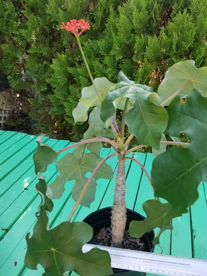 succulent ! Buddha Belly Plant BONSAI large FAT Caudex EASY CARE!!!!