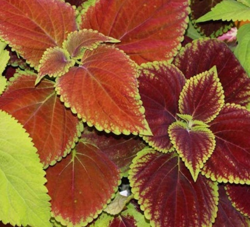 300+ Coleus Rainbow Mix Seeds **Fresh Seeds* ~~Free Shipping~~