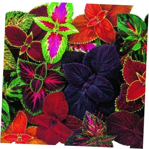 Coleus Seeds, Large Multi-Colored Pack of 20 Giant Exhibition Complete Mix