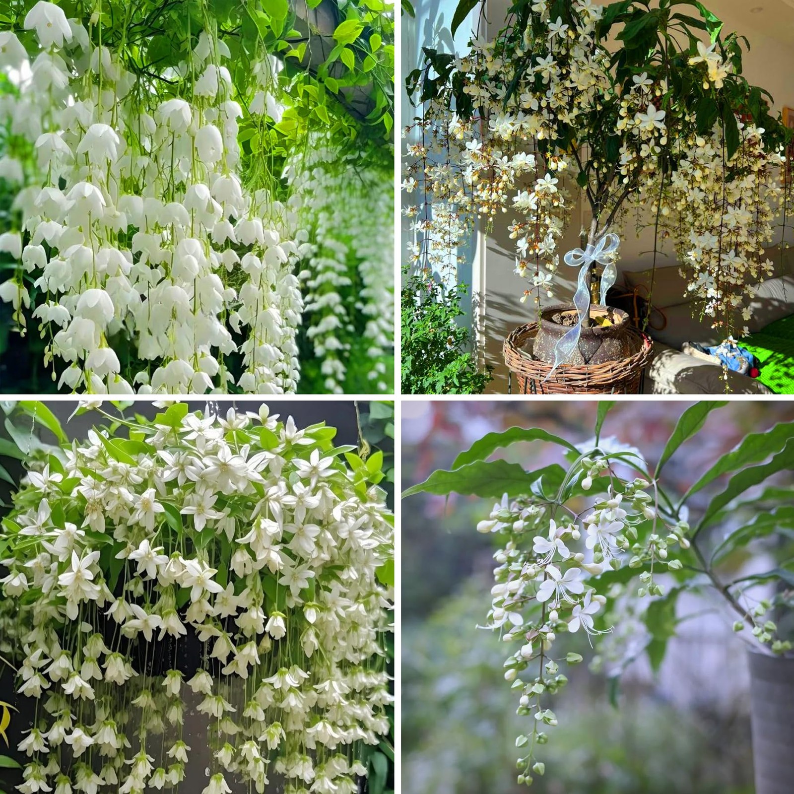 Climbing Weeping Jasmine Seeds for Planting, 300+Pcs Fragrant Climber Jasmine