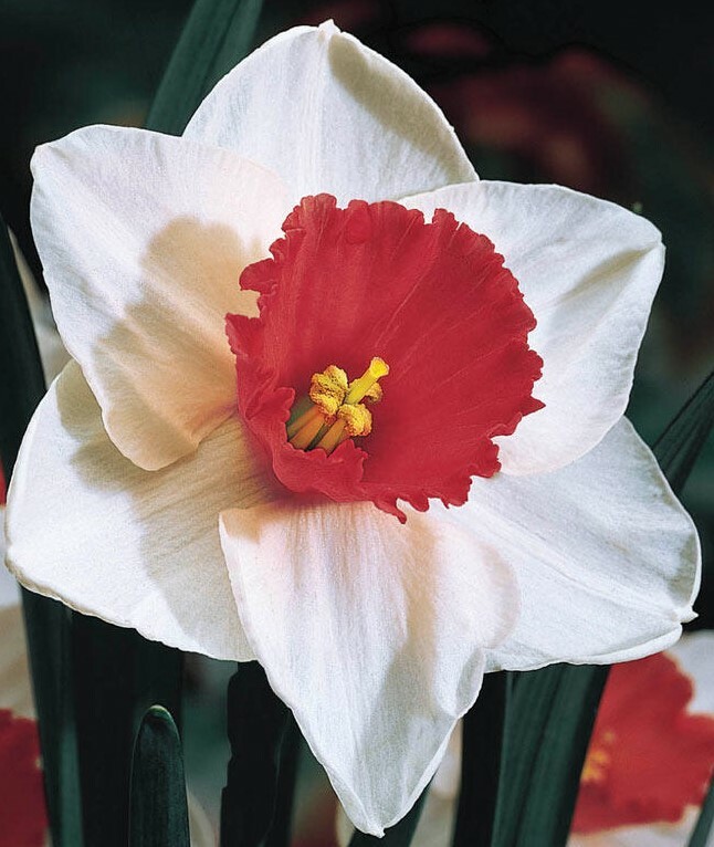 3-Beautiful, Red Non Stop Begonia Bulbs Spectacular Flowering Blooms Check Store