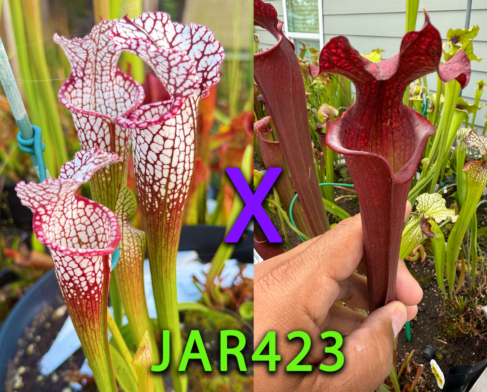 Sarracenia Seeds – JAR423 Leucophylla Purple Lips x Royal Ruby