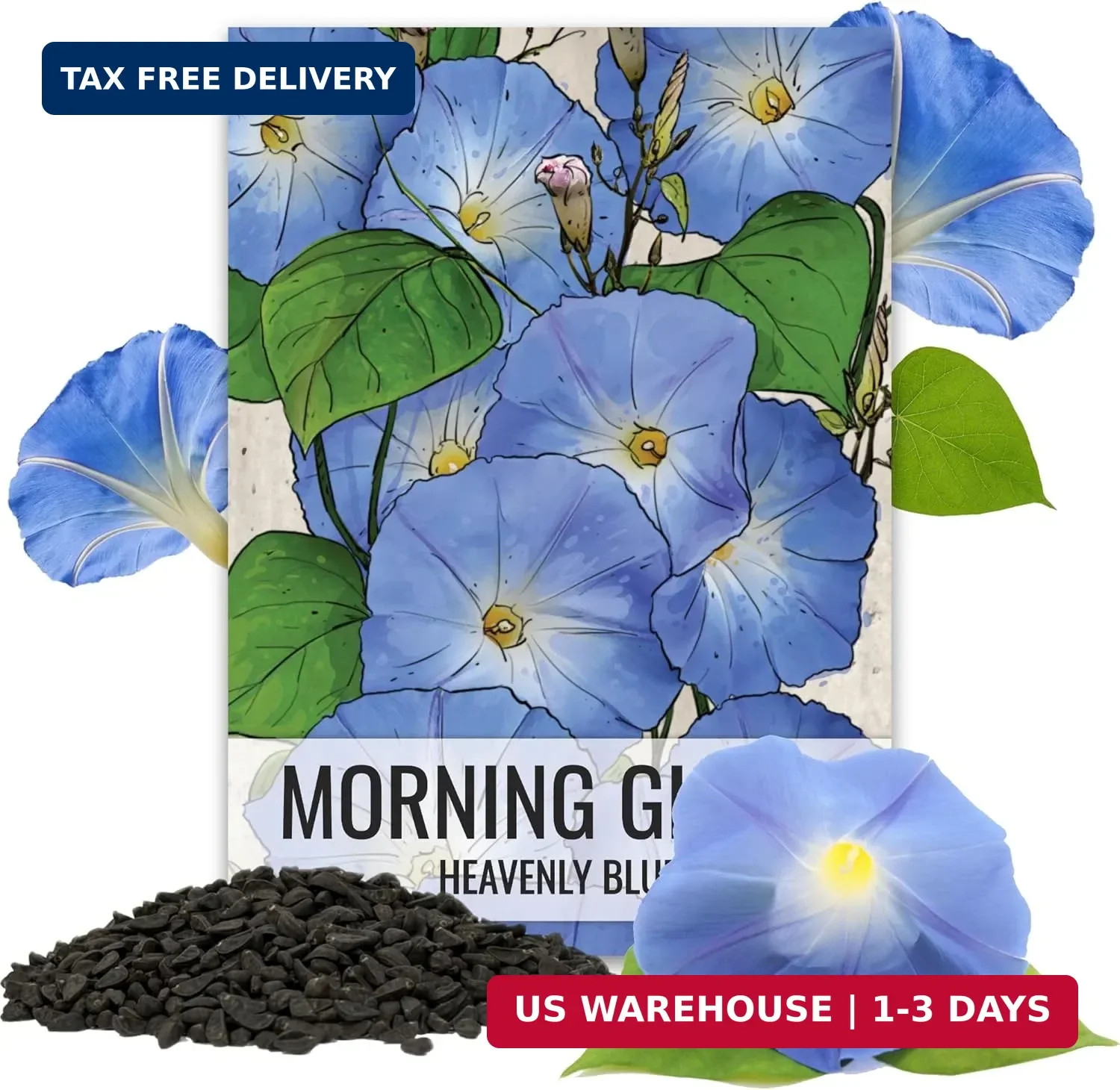 Seed Needs Heavenly Blue Morning Glory Seeds for Planting | 1,000+ Heirloom Seed