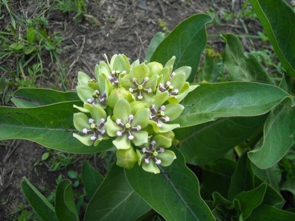Asclepias viridis | Green Antelopehorn Milkweed | 10 Seeds