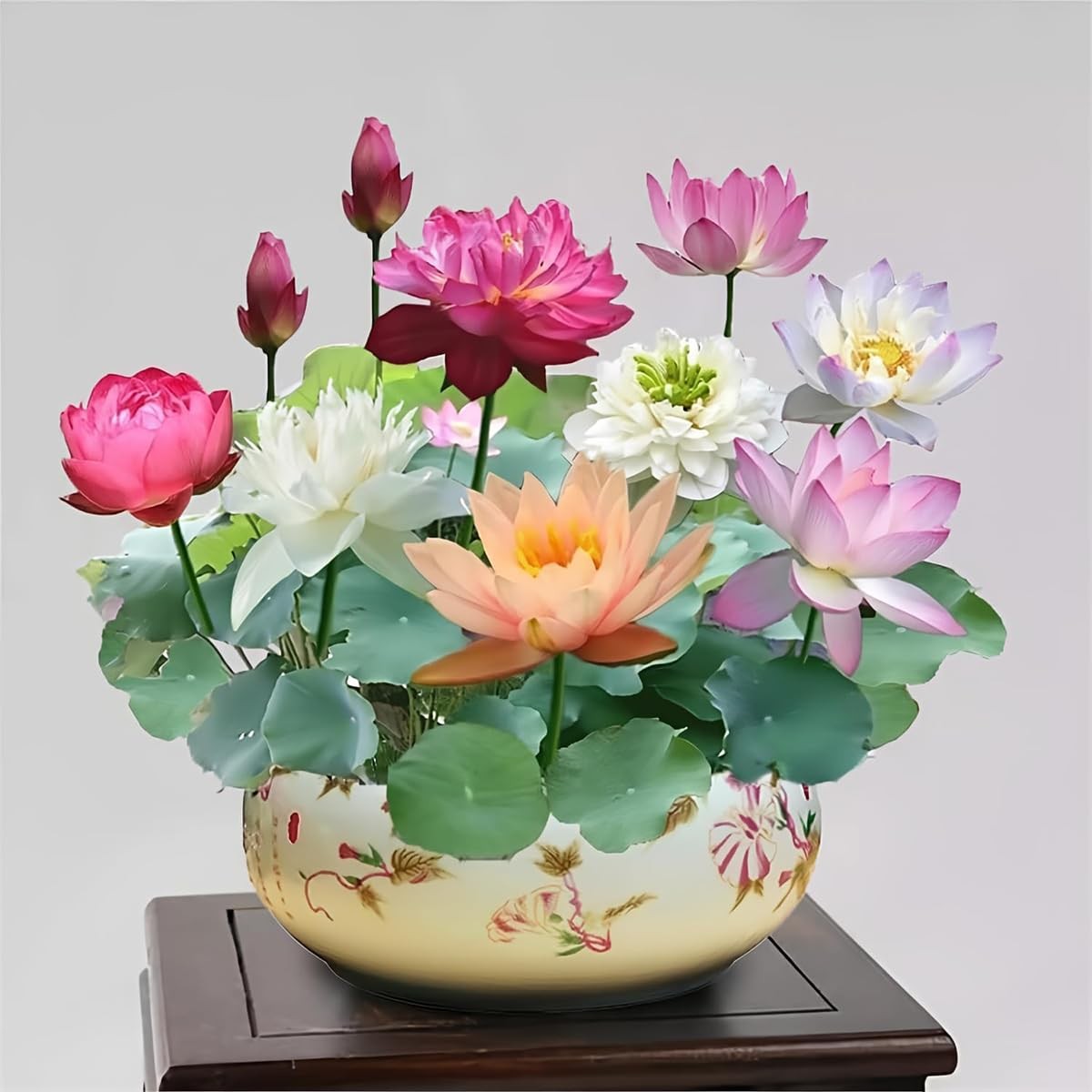 30+ Pcs Bonsai Bowl Lotus Seeds, Water Lily Flower Plant Seed Flowering Aquat…