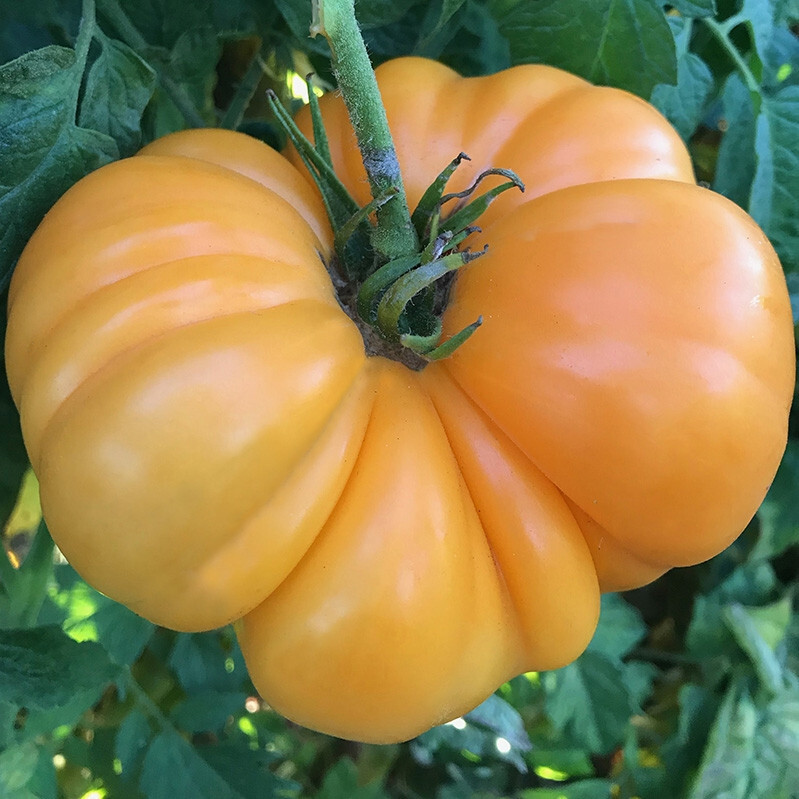 50+ AMANA ORANGE TOMATO SEEDS – FRESH FOR YOUR VEGETABLE GARDENS