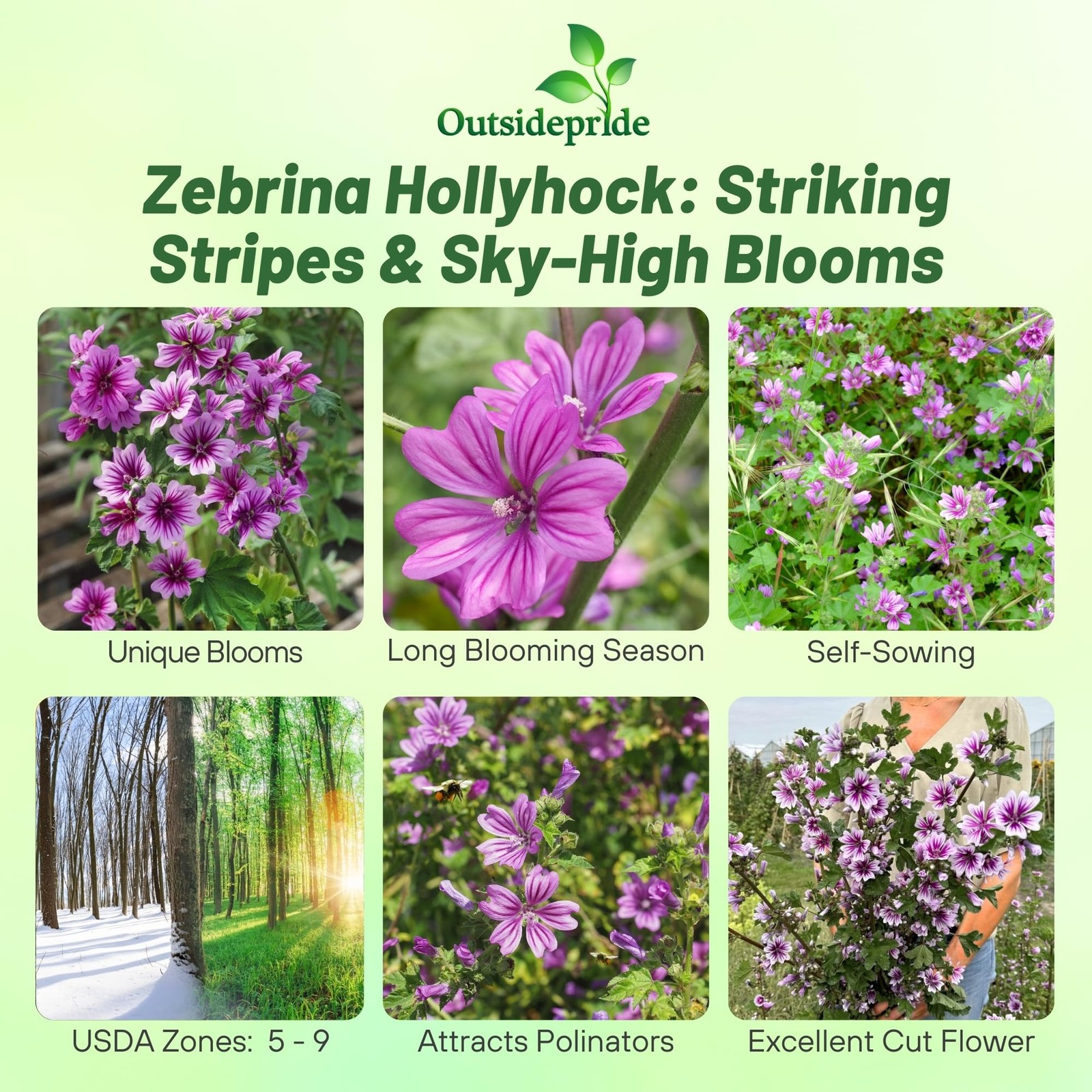 500 Seeds Pink Hollyhock Seed For Planting – Malva Sylvestris Zebrina Flower