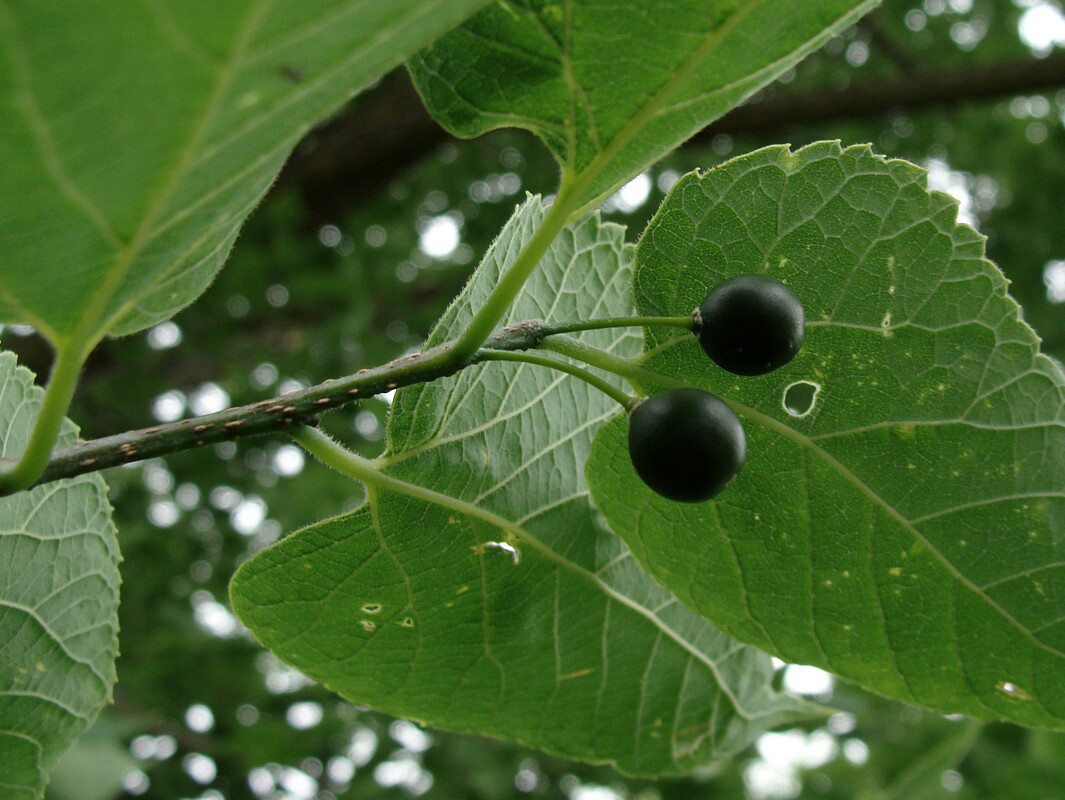 Hackberry, Celtis occidentalis, Tree Seeds (Fast, Hardy, Fall Color, Edible)