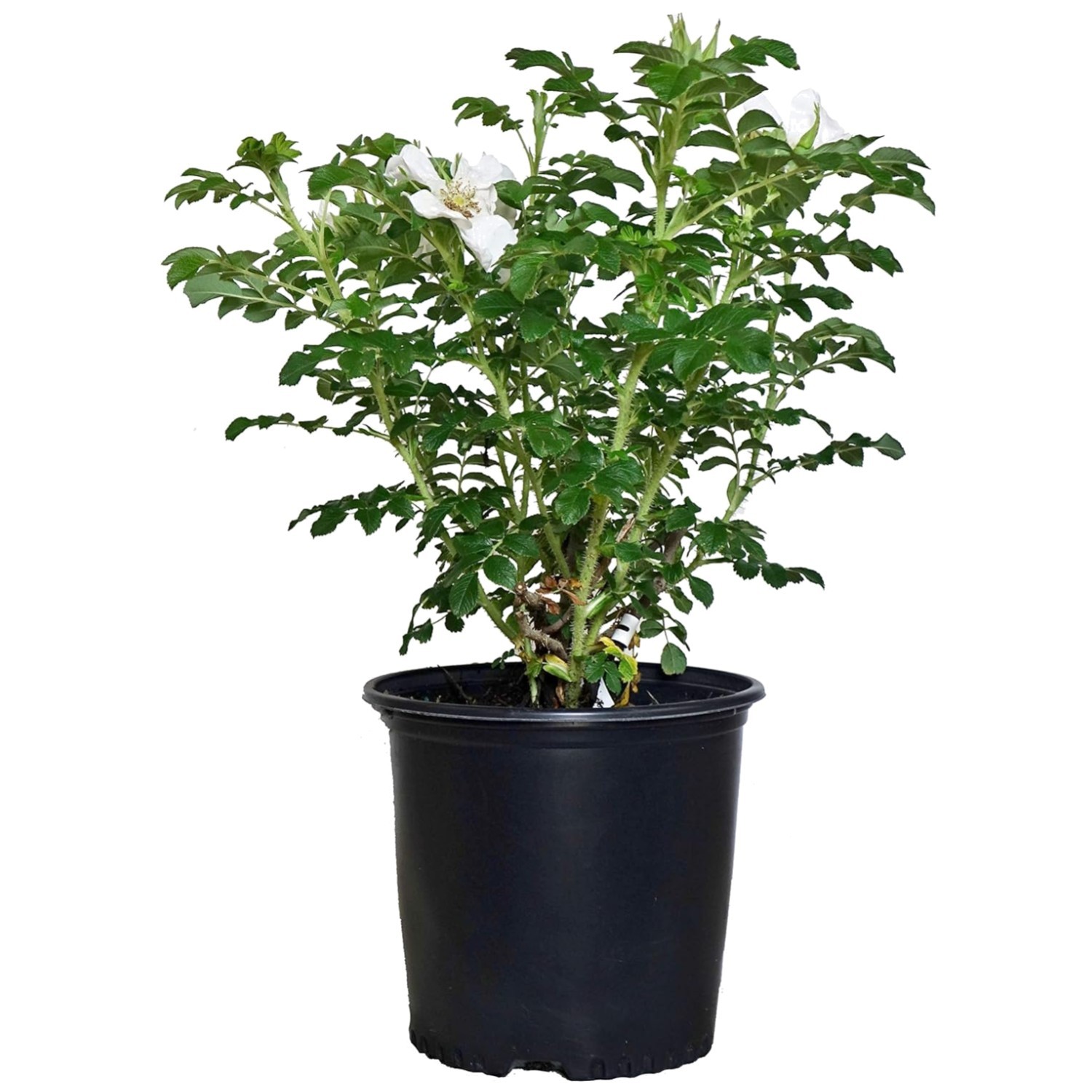 White Rugosa Rose Plant – Hardy & Beautiful/