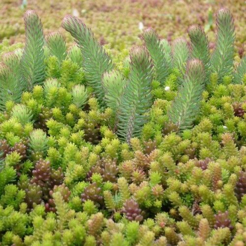 Sedum stonecrop seeds 50+ mix
