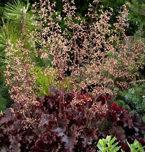 50 Seeds Heuchera Seeds – Heuchera (Coral Bells) Melting Fire Flower Seed