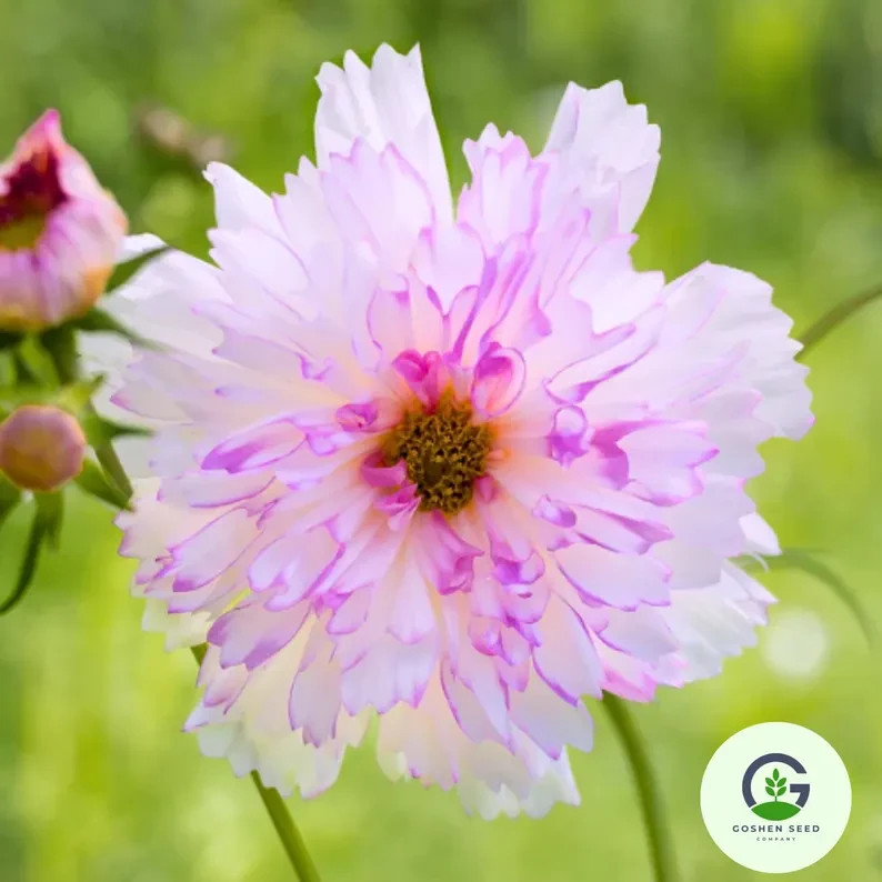 Cosmos Flower Seed Collection – 5 Vibrant Varieties, Heirloom, Pollinator-Friend