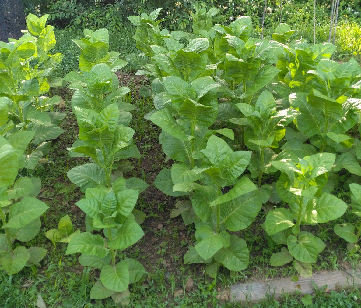 RARE TURKISH BURSA TOBACCO 2000+ SEEDS 0.2GR FRESH 2023 SNUFF CIGARETTE PIPE