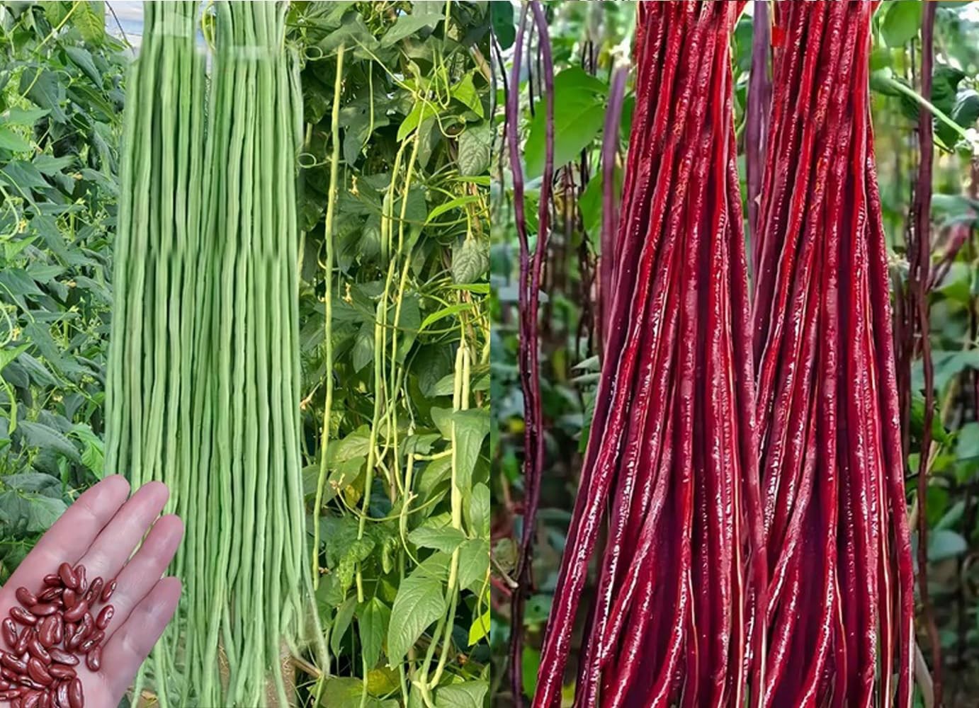 30PCS Green/Red Yard Long Bean Seeds Asian Noodle Asparagus Bean Seeds Non-GM…