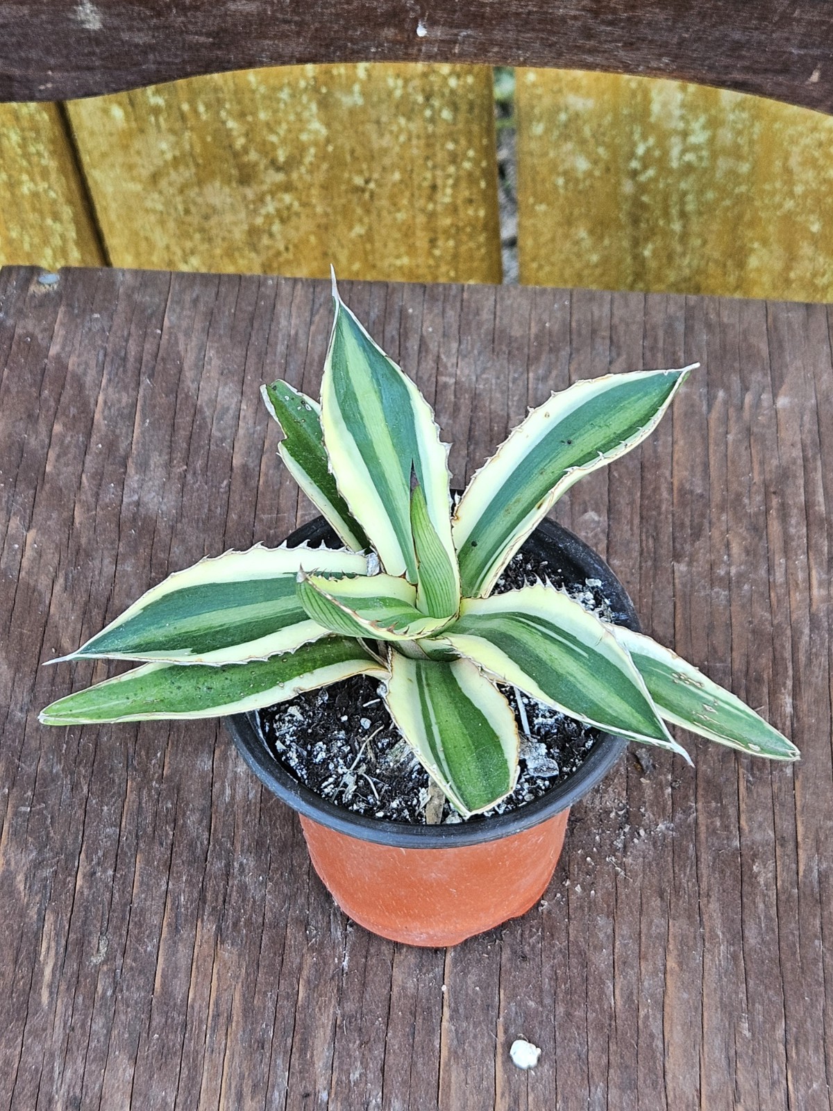 Agave Lopantha TRICOLOR Plant