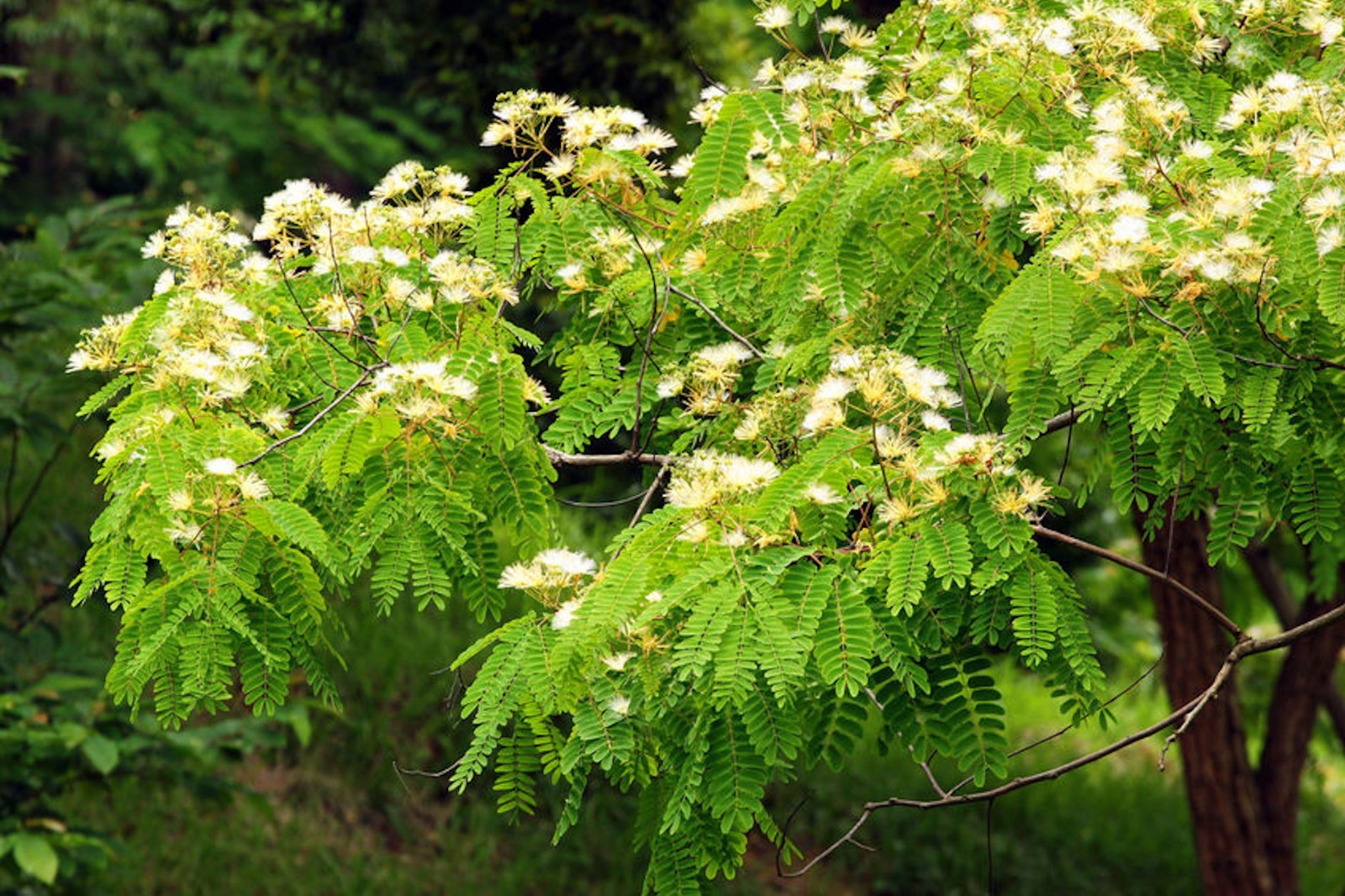 Albizia guachapele- Mimosa Tree 20 Seeds – See Listing Below