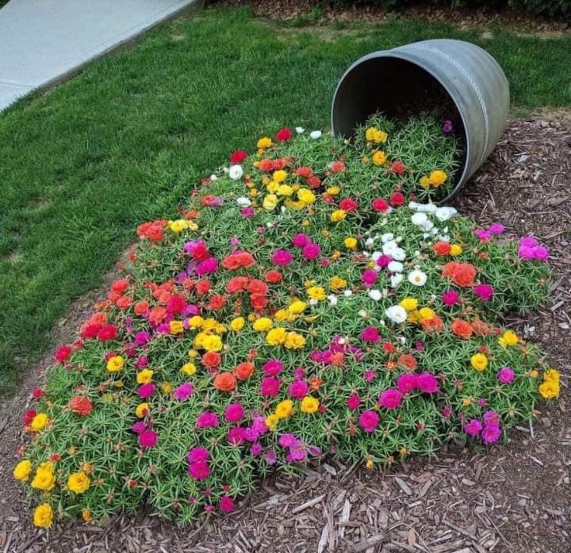500+SEEDS Moss Rose Portulaca Double Flowered Mix