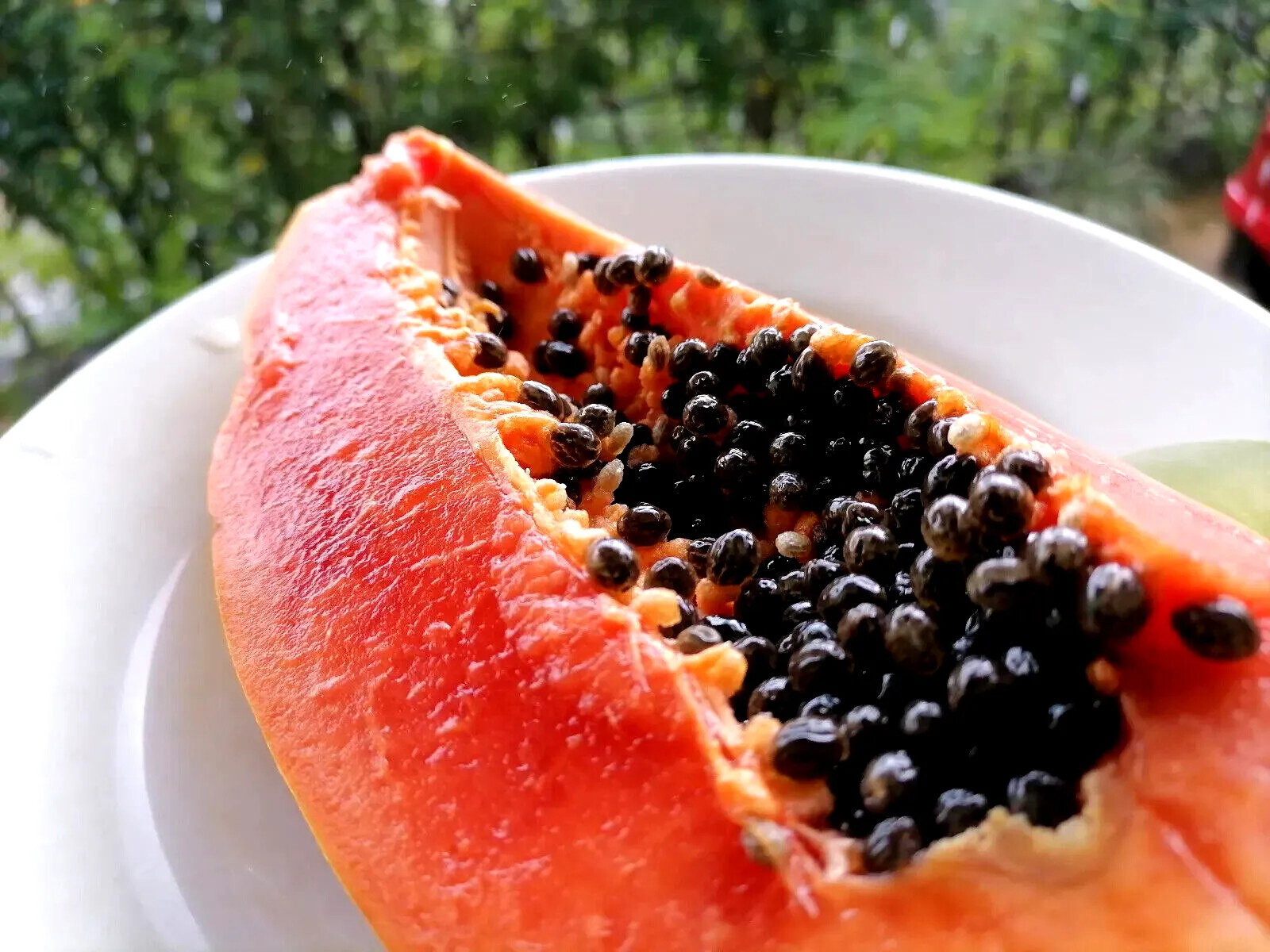 100 “DWARF SOLO WAIMANALO TREE SEEDS” (Carica Papaya) Fast Fruit Houseplant