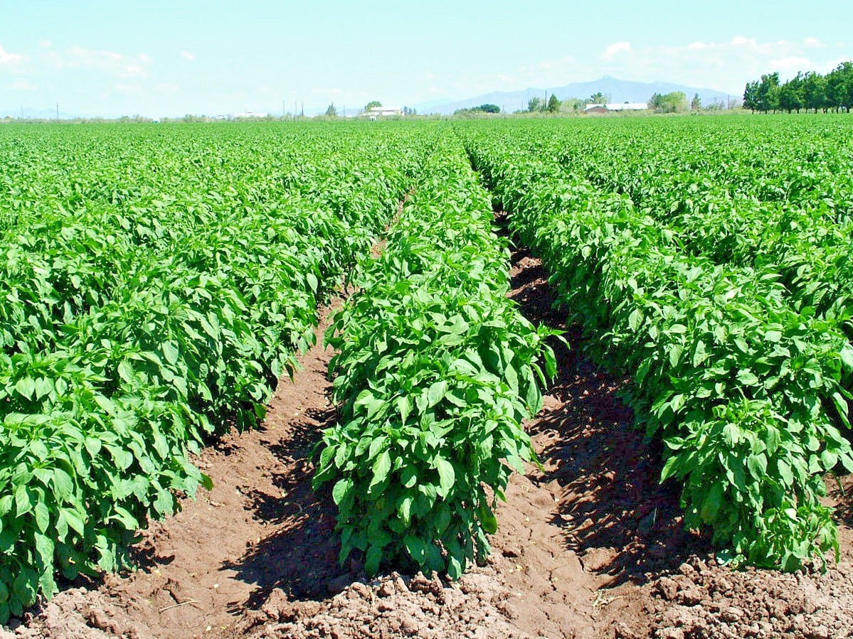 Anaheim chili hot pepper seeds non-gmo heirloom open pollinated awesome flavor!