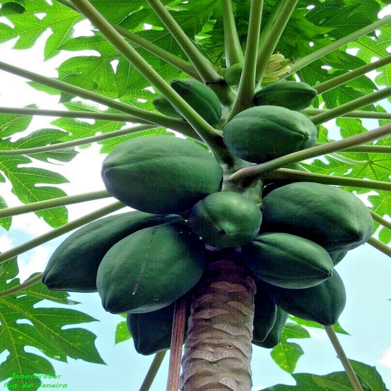 50 Caribbean “Red Lady” Carica Papaya Fruit Tree Seeds LARGE MELONS Indoor Plant