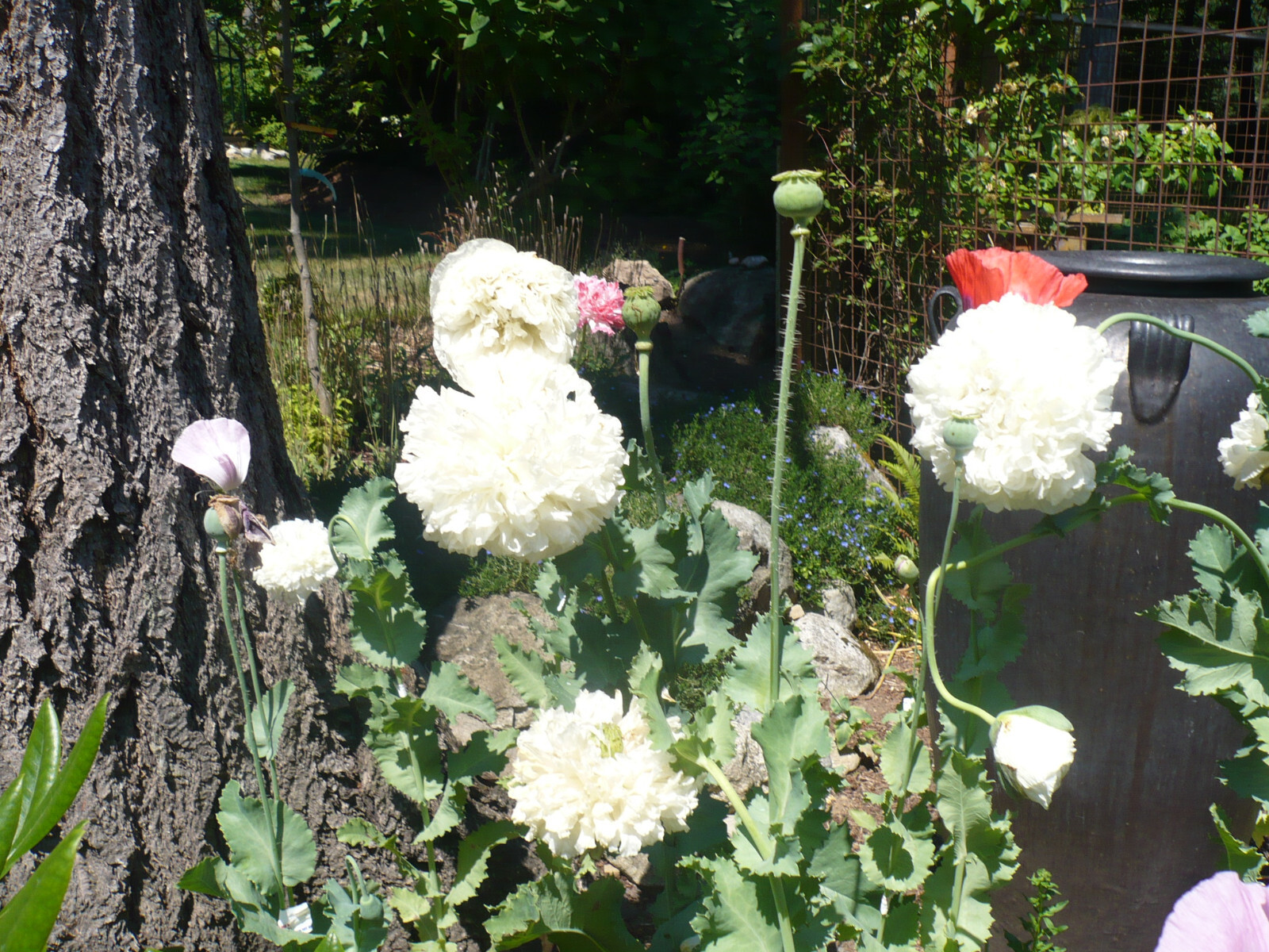 Summer Special! Papaver S. Poppy Mix 1 TSP 10,000 Seeds All Colors PoppyQueen👑