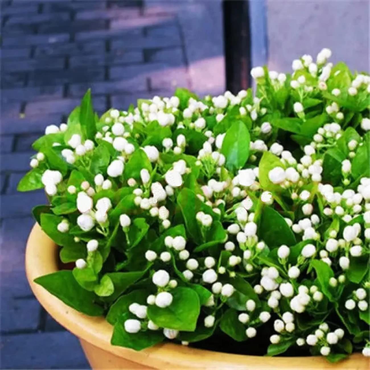 100+ Non-GMO Climbing Jasmine Seeds – Fragrant Evergreen Plant for Garden
