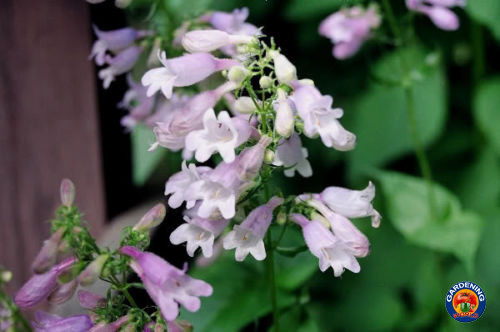 1000 Penstemon BEARDTONGUE Flower Seeds Purple Hairy hirsutus