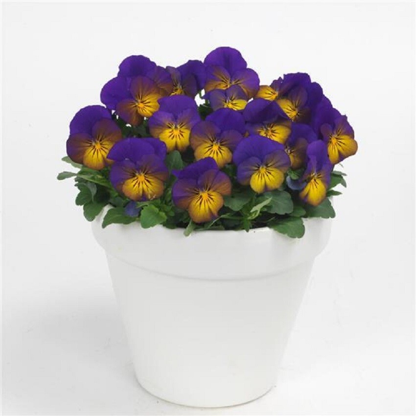 50 Viola Seeds Sorbet XP Morpho