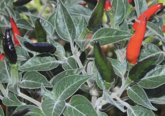 10+ Black Cobra Pepper Seeds AKA Goat’s Weed 2023 Season