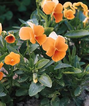 Viola cornuta Chantreyland 1,000 seeds