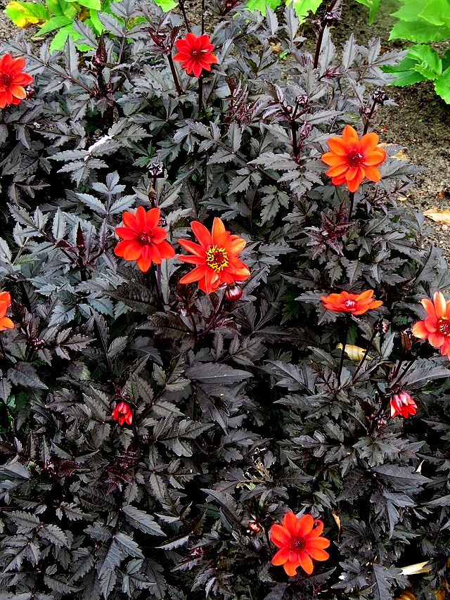 red dahlia with black leaves 75 seeds easy to grow from seeds