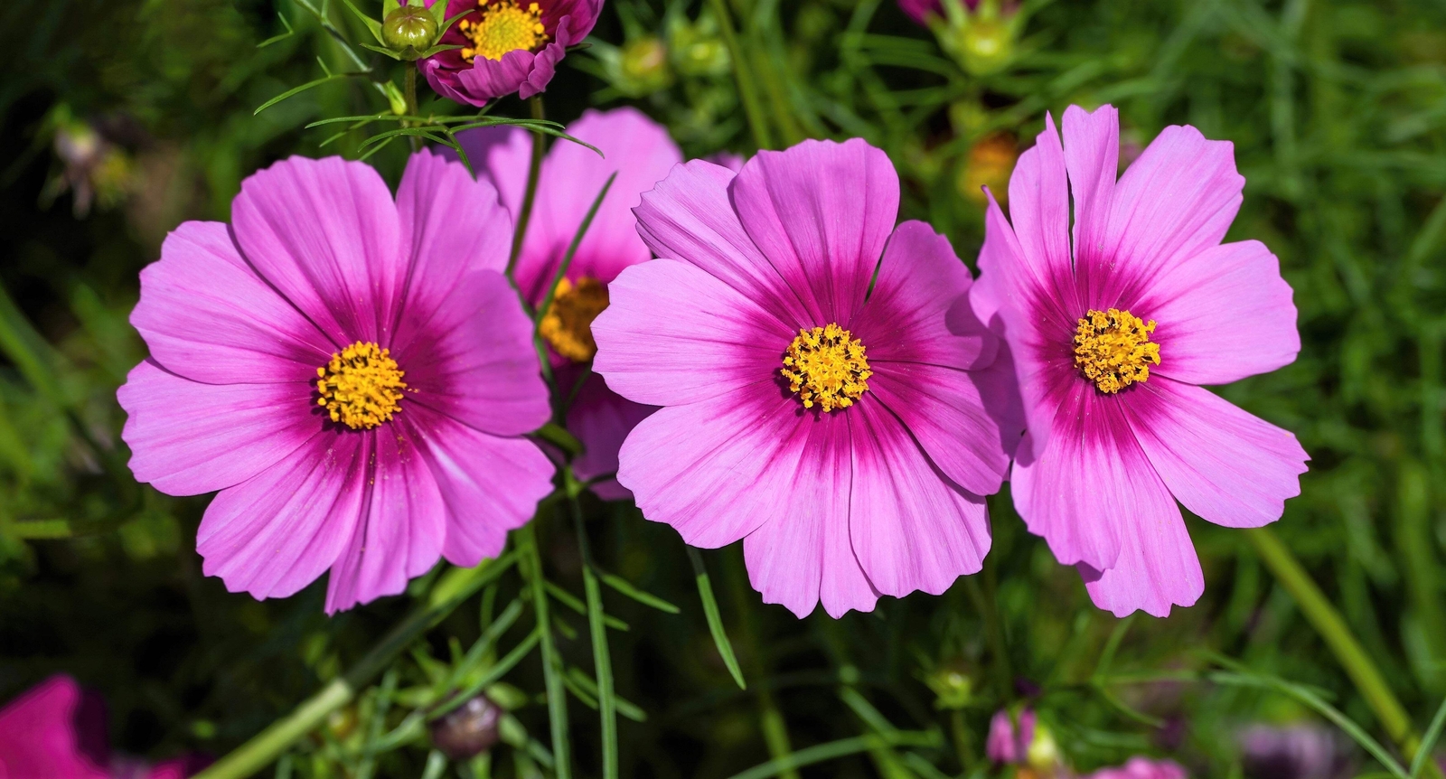 300 GLORIA COSMOS Bipinnatus 2 Tone Pink Flower Seeds *Flat S/H