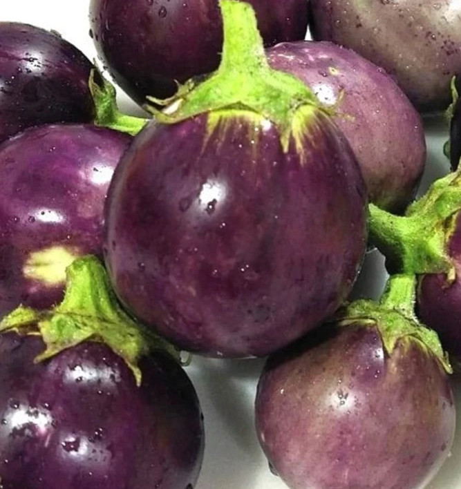 ROUND EGGPLANT SEEDS 100+ ANNUAL vegetable GARDEN Solanum aethiopicum