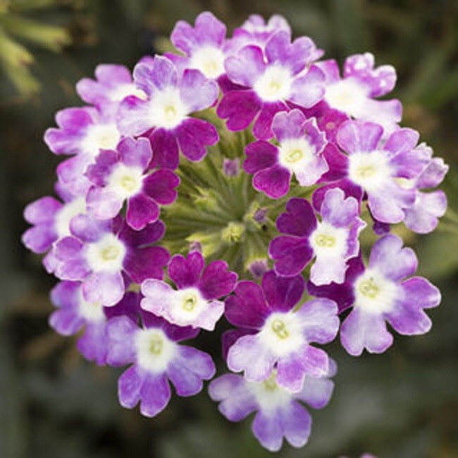 BIN#1R3D3 Verbena Seeds Obsession Twister Violet 50 Verbena Seeds