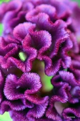 30+ PURPLE COCKSCOMB / CELOSIA FLOWER SEEDS LONG LASTIMG BLOOMS