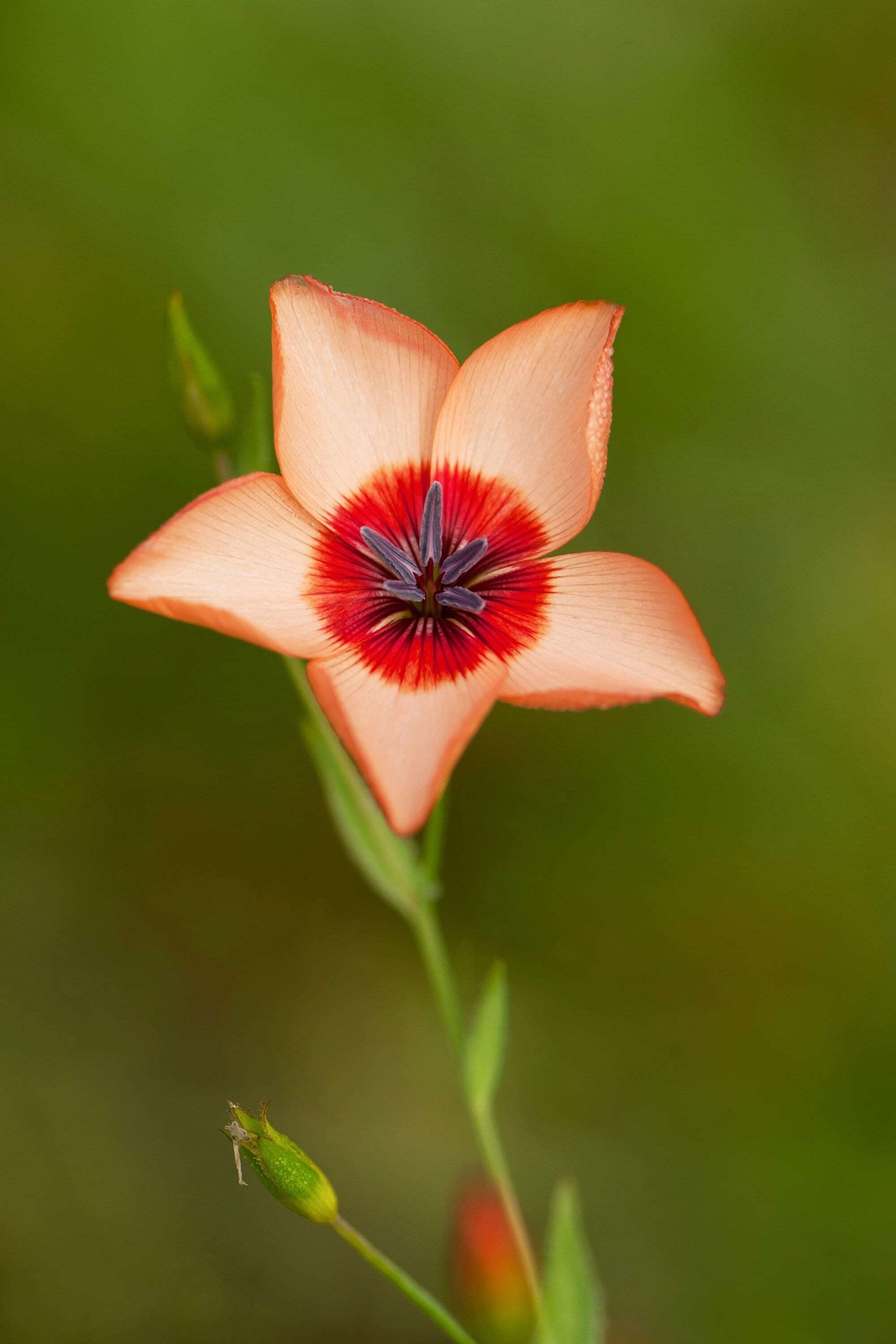 50 SALMON FLAX Linum Grandiflorum 1″ Salmon Pink Flower with Red Eyes Seeds