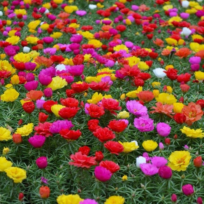200 Rose Moss Portulaca Grandiflora Seeds Mixed Colors Perennial Flowers