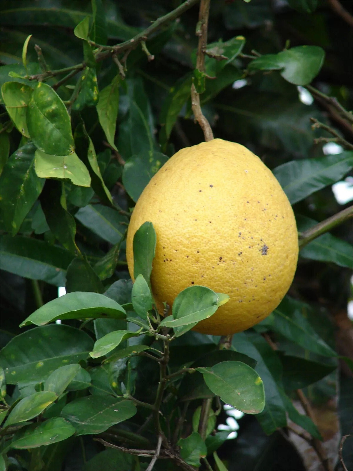 Citrus max Red Flesh Chinese Grapefruit Pomelo – 3 cuttings for rooting/grafting